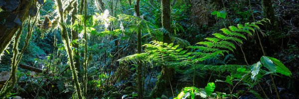 Comment cultiver des plantes tropicales dans un climat tempéré ?